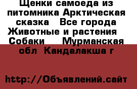 Щенки самоеда из питомника Арктическая сказка - Все города Животные и растения » Собаки   . Мурманская обл.,Кандалакша г.